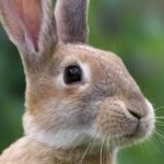 How Long Do Rabbits Live as Pets