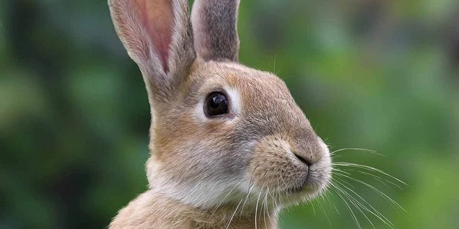 How Long Do Rabbits Live as Pets
